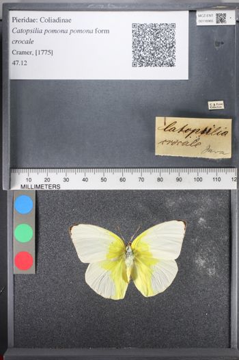 Media type: image;   Entomology 116965